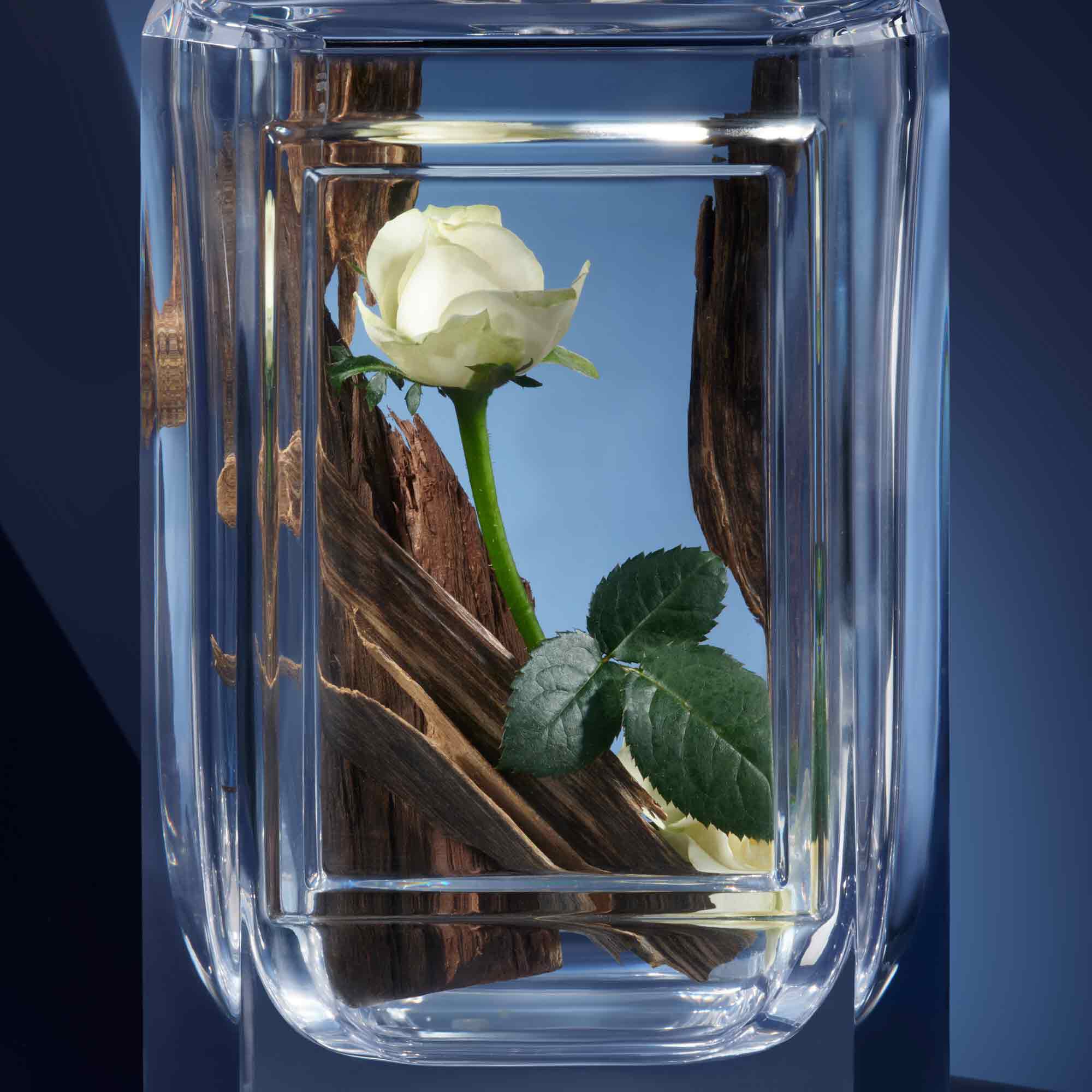 嗅覺珍藏系列-荊棘玫瑰 100ML